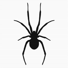 a spider silhouetted on a white background