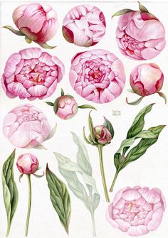 an illustration of pink flowers with green leaves