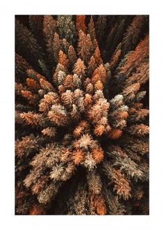 an overhead view of trees with snow on them