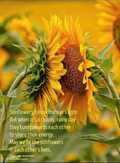 a sunflower with the words i have so much more than just a physical connection