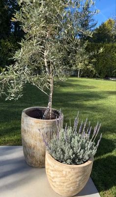 two potted plants sitting on top of a cement slab next to each other in the grass