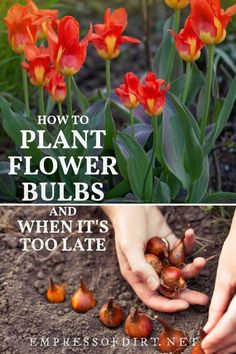 how to plant flower bulbs and when it's too late