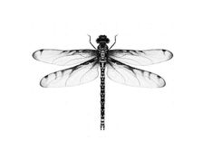 a black and white photo of a dragonfly sitting on top of it's wings