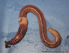 a brown and white worm laying on top of a blue surface