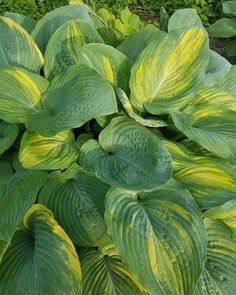 large green and yellow leaves are growing in the garden, close to other plants that appear to be dying