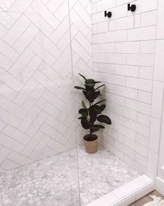 a white tiled shower with a potted plant in the corner