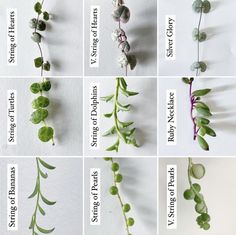 several different types of plants with names on them and pictures showing the plant's leaves