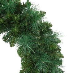 a close up of a pine tree branch on a white background with clippings