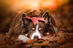 a brown and white dog laying in leaves with a red leaf on its head looking at the camera