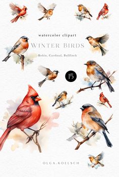 watercolor clipart winter birds