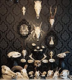 an assortment of animal skulls on display in front of a black wall with damask