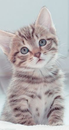 a small kitten sitting on top of a bed next to a white wall and looking at the camera