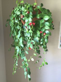 a potted plant hanging from the side of a wall