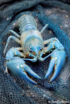 a blue lobster sitting on top of a net