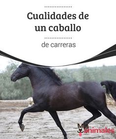 a black horse galloping in the sand with text overlay that reads, cuallades de un caballo de carres