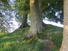 two large trees standing on top of a lush green hillside next to a tree trunk