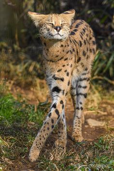 a cat walking across a dirt road next to grass and trees in the background with its eyes closed