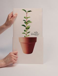 a person holding up a plant in front of a white wall with the words plant kingdom on it