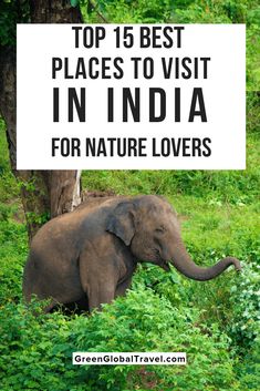 an elephant is standing in the grass with trees and bushes behind it that says top 15 best places to visit in india for nature lovers