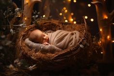 a newborn baby is sleeping in a nest surrounded by christmas lights and fake tree branches