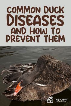 a duck floating on top of water with the words common duck diseases and how to prevent them