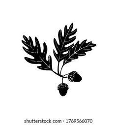 black and white drawing of leaves and acorns