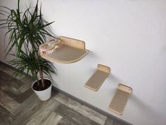 a potted plant sitting on top of a wooden shelf next to a white wall