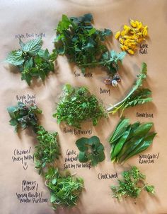 a table topped with lots of different types of herbs