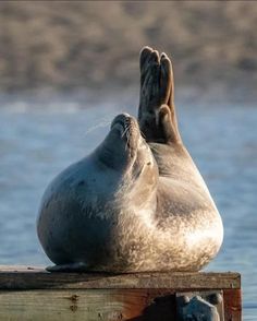 a seal is sitting on top of a wooden dock