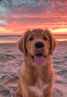 a dog is sitting on the beach at sunset