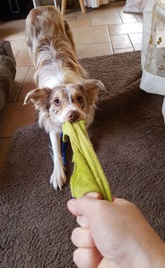 a small dog holding a toy in its mouth