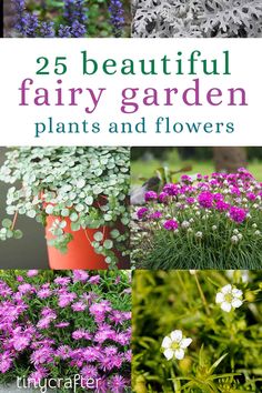 25 beautiful fairy garden plants and flowers that you can grow in your yard or garden