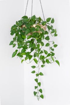 a green plant hanging from a chain on a wall