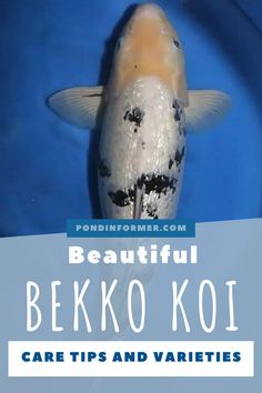 a koi fish with the words beautiful beko koi care tips and varieties