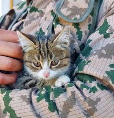 a person holding a small kitten in their arms while wearing camo pants and an army uniform