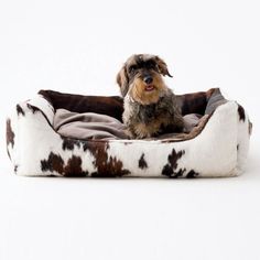 a small dog sitting in a brown and white spotted dog bed on a white background