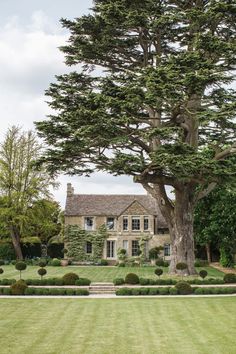 a large tree sitting in the middle of a lush green field next to a house