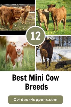 the top ten best mini cow breeds