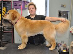 a woman grooming a large brown dog in a salon