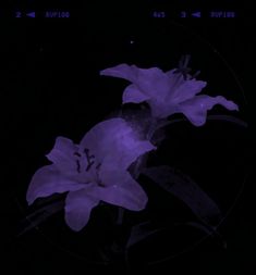 two purple flowers are in the dark