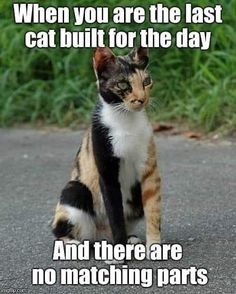 a cat that is sitting down on the ground with caption saying, when you are the last cat built for the day and there are no matching parts