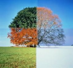 two different trees with the words just like seasons, people change in front of them