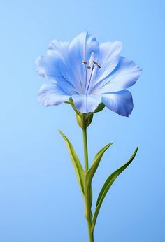 a blue flower with green stems against a blue sky