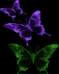 two purple and green butterflies flying in the air