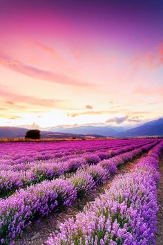 a field full of purple flowers under a cloudy sky at sunset with mountains in the distance