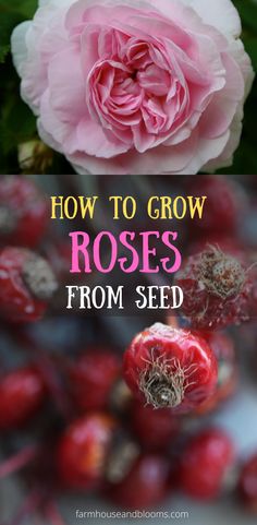 two pictures, one of red rose hips, and the other of a pink rose Rose Hips Harvesting, Flower And Herb Garden, Propagating Roses, Rossi Yamaha