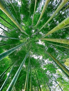 looking up at the top of a bamboo tree