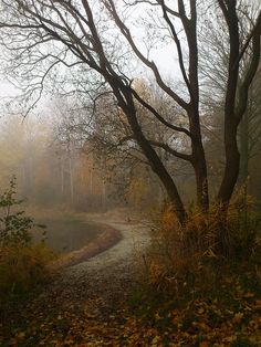 a path in the woods with trees and leaves on the ground next to it, surrounded by fog