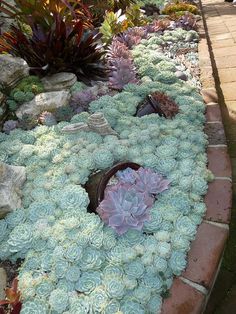 an assortment of succulents and plants in a garden