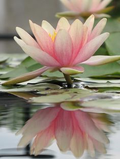 two pink water lilies floating on top of a pond